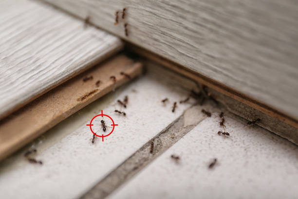 Best Commercial Pest Control Services  in Wiggins, CO