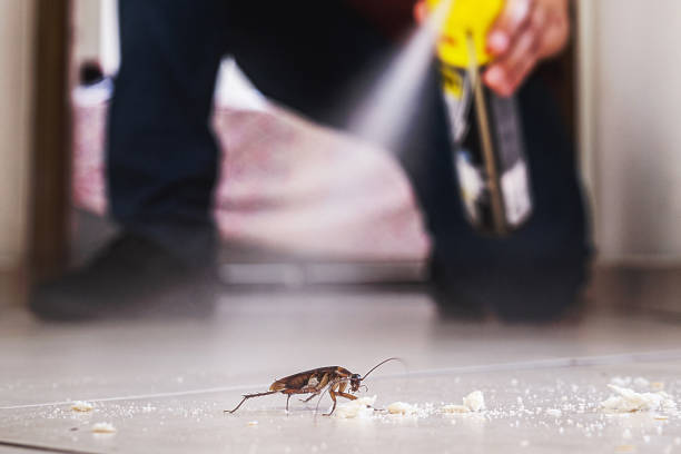 Best Local Pest Control Services  in Wiggins, CO